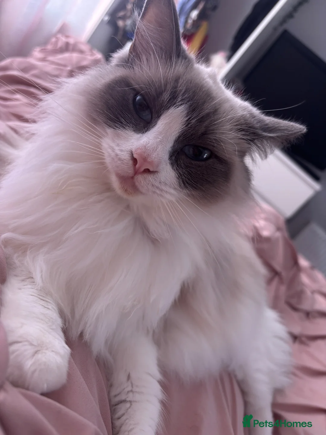 Ragdoll cats for sale: Beautiful Ragdoll Bi Colour Boy Kitten 🩵🐱 - Advert 2