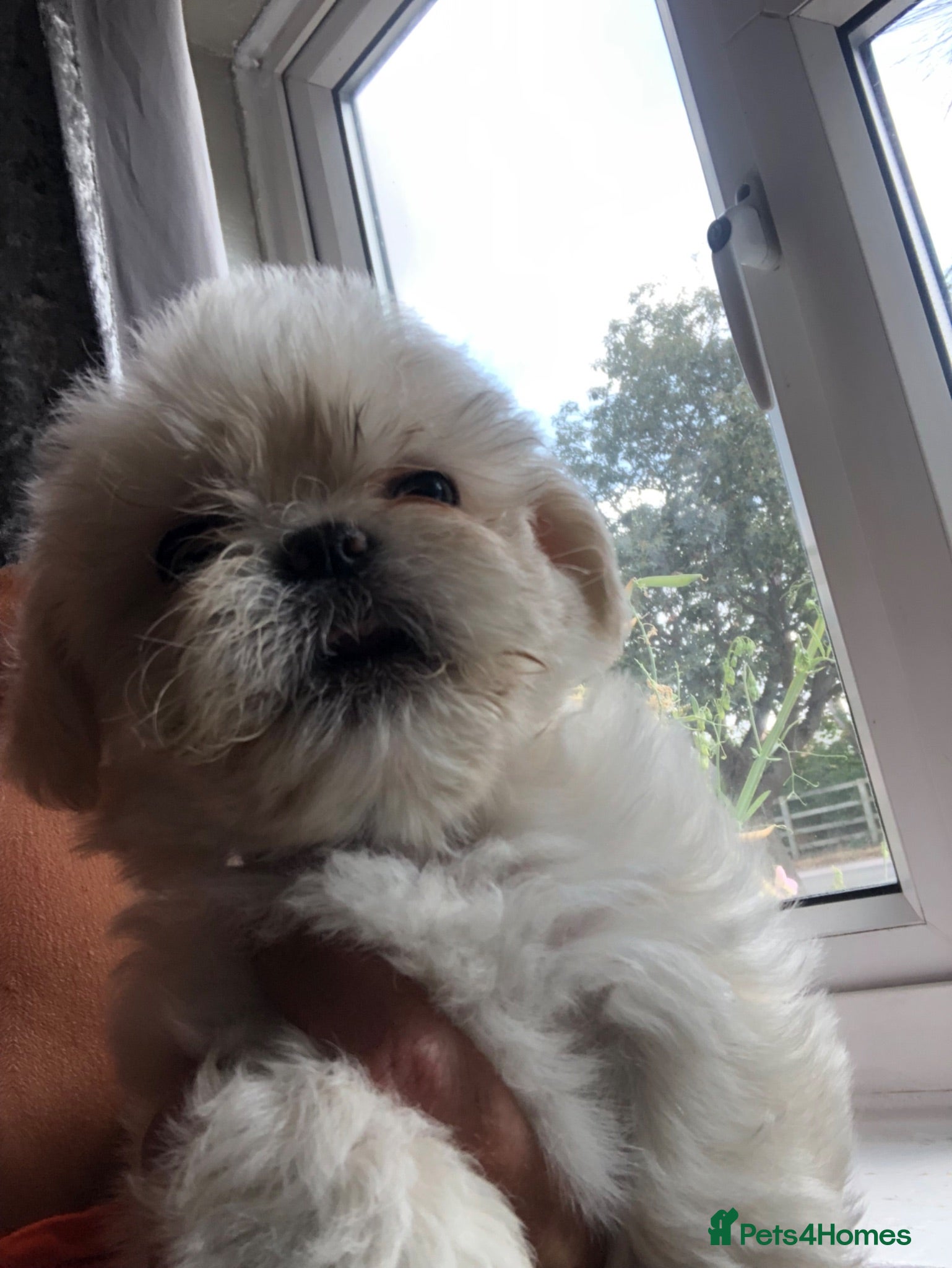 Shih Tzu dogs Beautiful  fluffy babies  - Advert 5