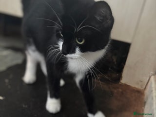 Mixed Breed cats beautiful calico girl - Advert 3