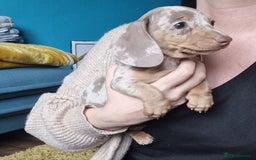 Miniature Dachshund dogs for sale: Last Girl left Stunning Miniature Dachshund Puppy - Image 22