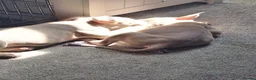 American Bully dogs for sale: 1 American female pocket bully  - Advert 11