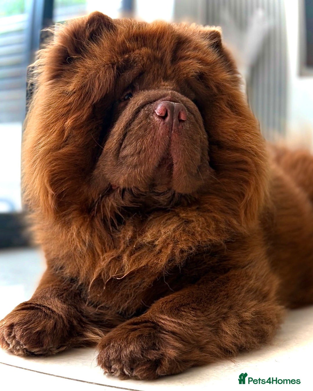 Chow Chow dogs for sale: 🩷🏆Stunning KC registered Chow Chow puppies🏆💙 - Image 27