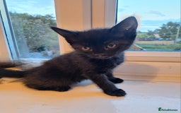 Domestic Shorthair cats for sale: ✨️ Beautiful 2 kittens 🩷🩵 Ready for homes now ✨️ - Image 12
