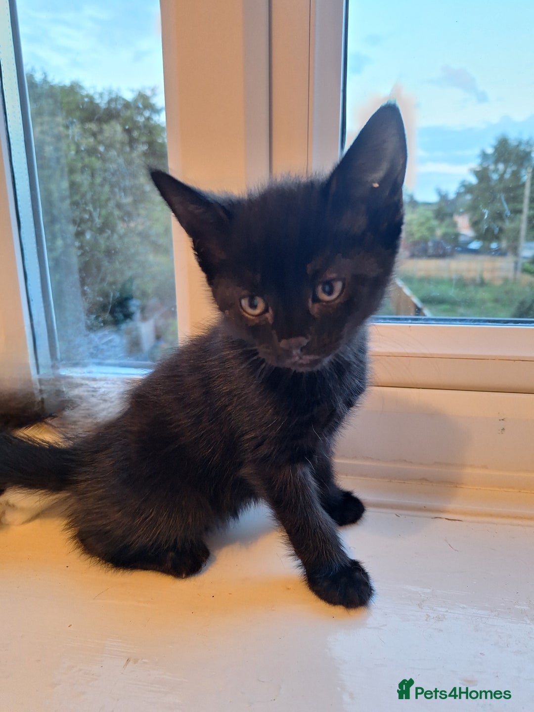 Domestic Shorthair cats for sale: ✨️ Beautiful 2 kittens 🩷🩵 Ready for homes now ✨️ - Image 12