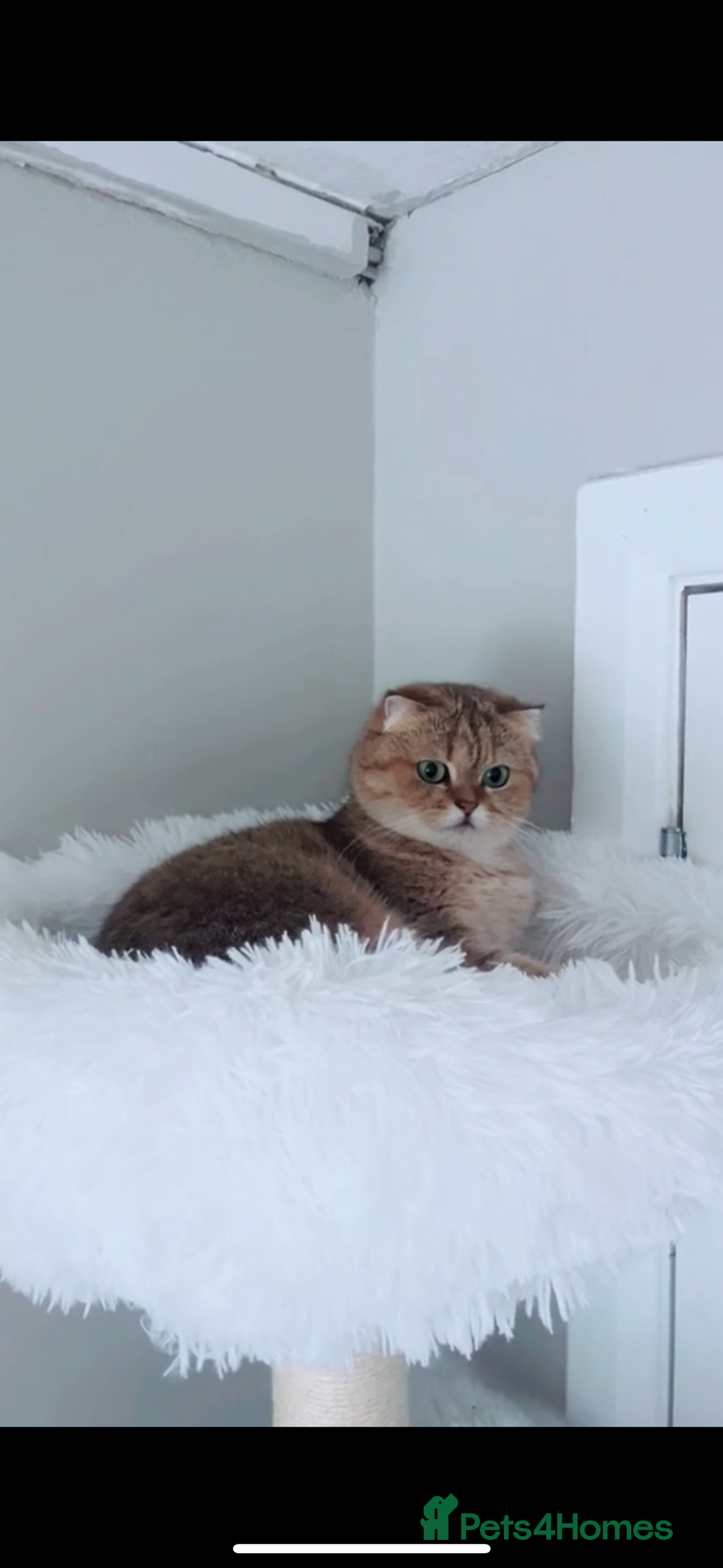 Scottish Fold cats for sale: Beautiful golden tabby shade  - Advert 7