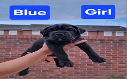 Cane Corso dogs for sale: Pedigree Cane Corso Puppies  - Image 8