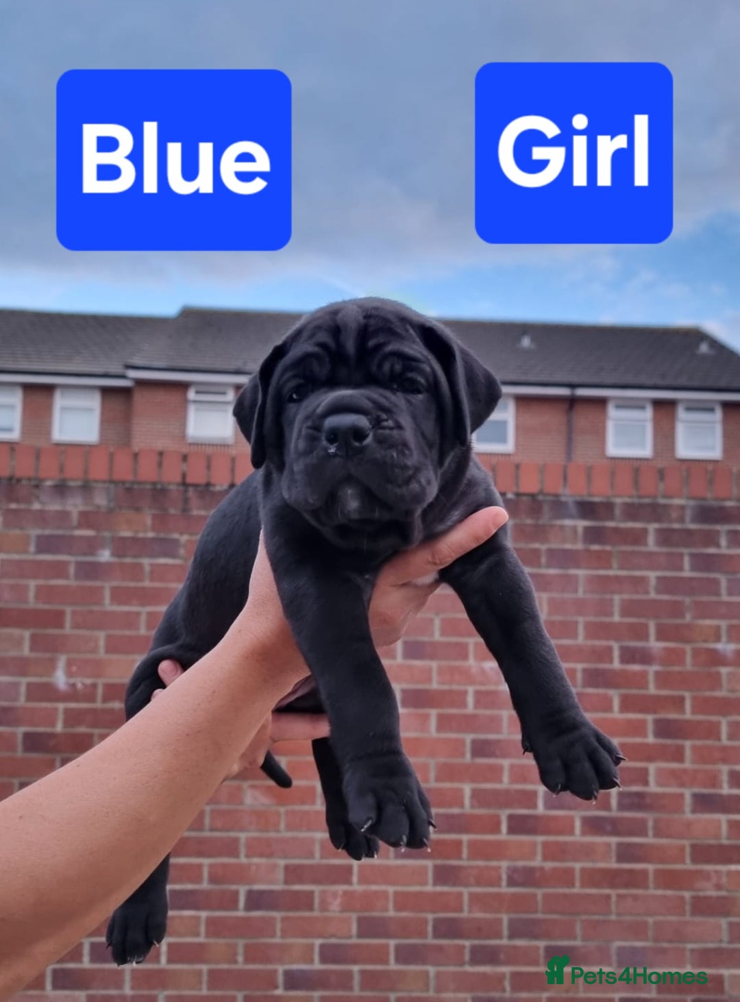 Cane Corso dogs for sale: Pedigree Cane Corso Puppies  - Image 8