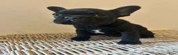 French Bulldog dogs for sale: Stunning frenchie boys  - Advert 19