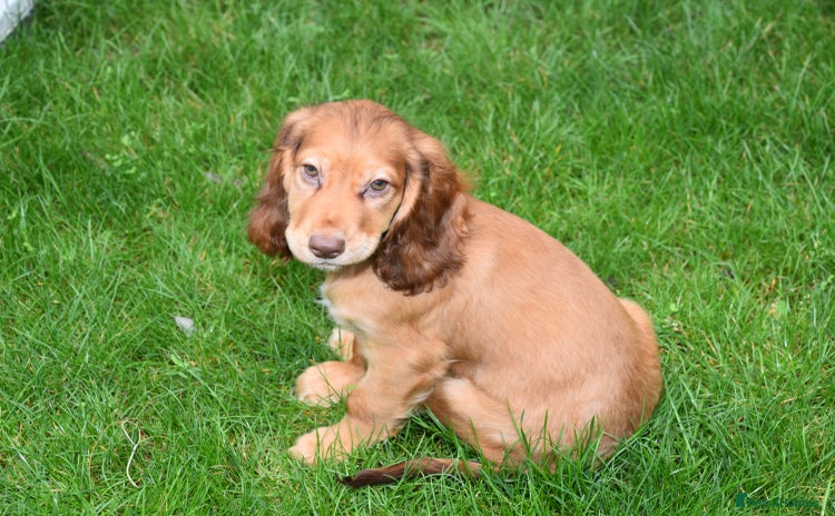 Cocker Spaniel dogs - Advert 1