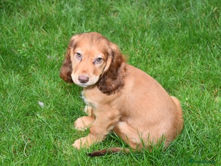 Cocker Spaniel dogs - Advert 28
