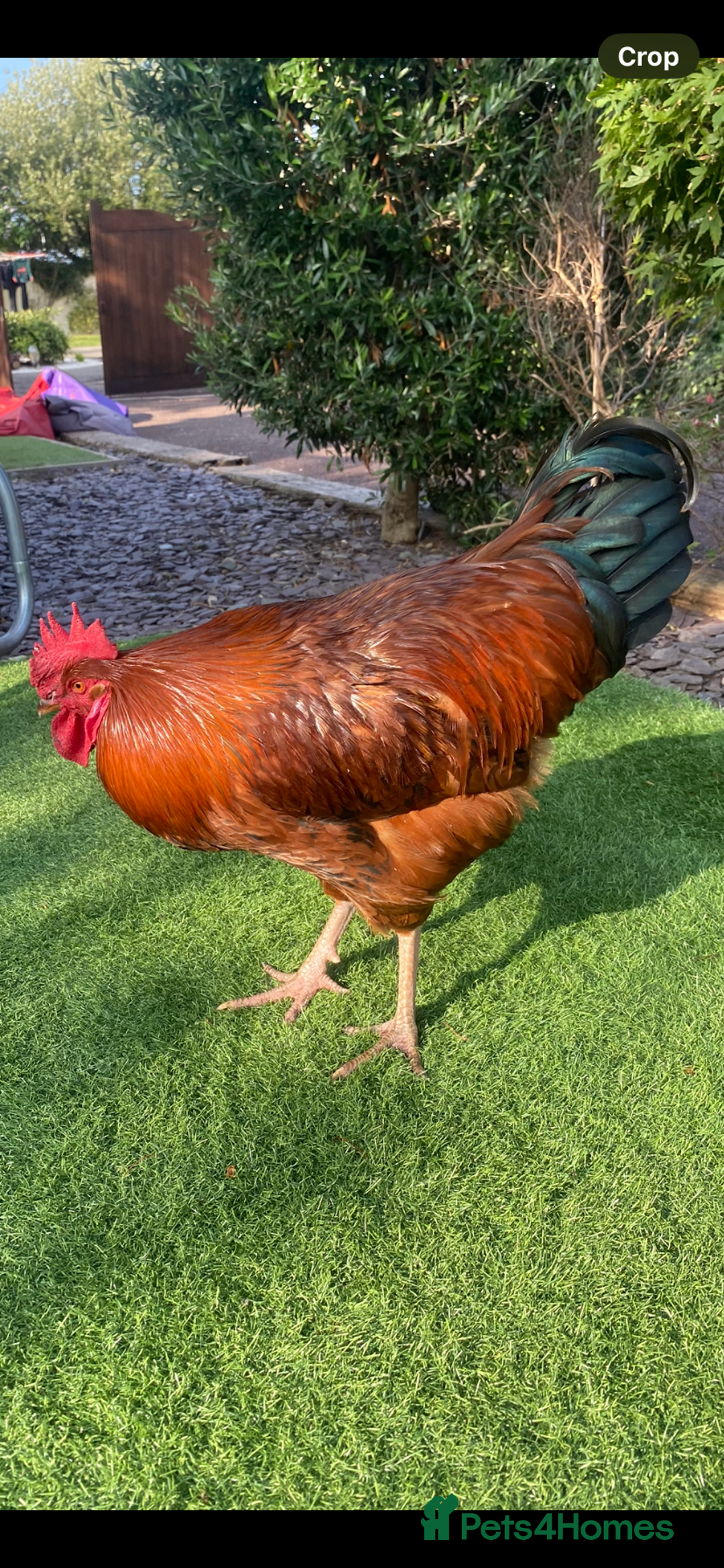 Chickens poultry for sale: 2 x beautiful Cockerels - Image 2