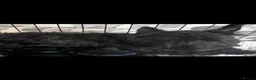Scottish Terrier dogs for sale: Scottish terrier pups - Advert 1