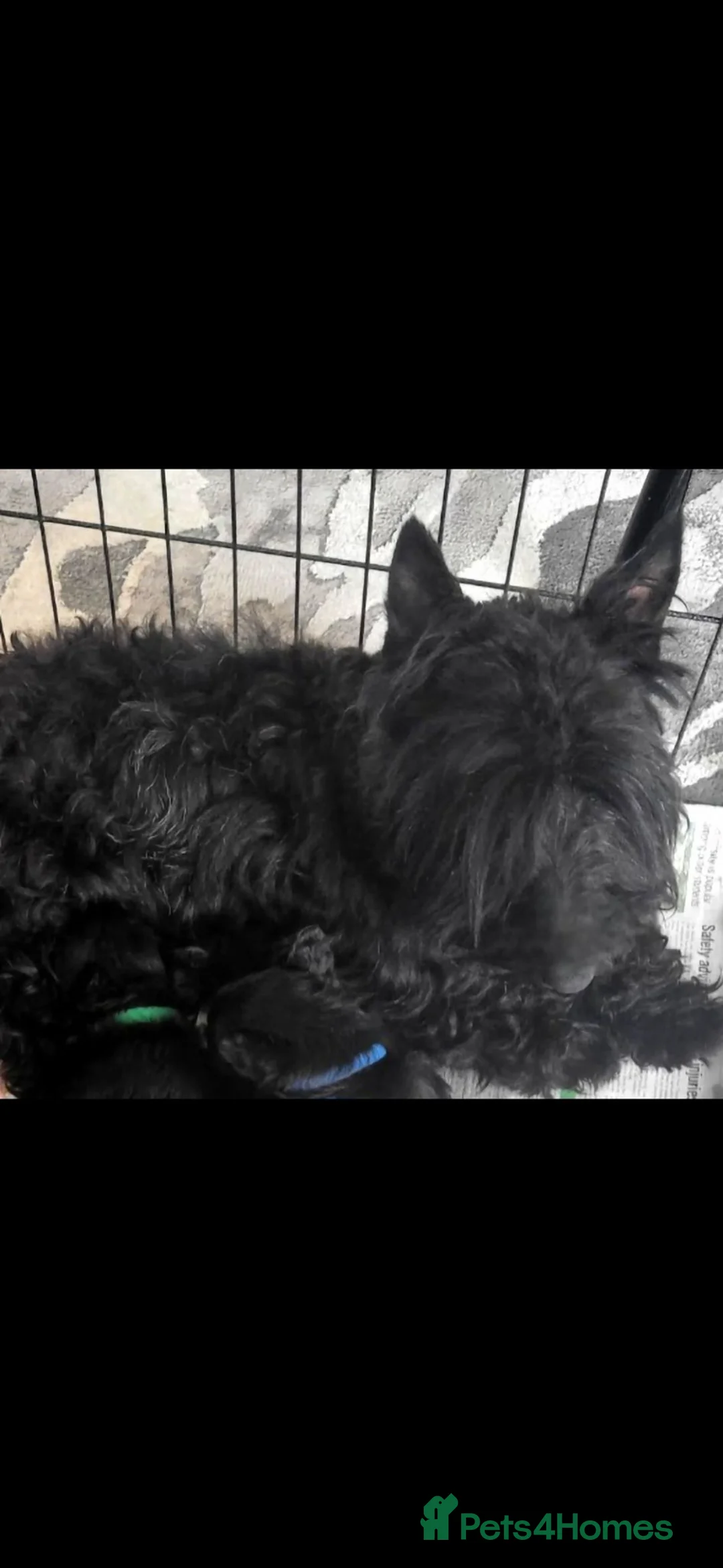 Scottish Terrier dogs for sale: Scottish terrier pups - Advert 1