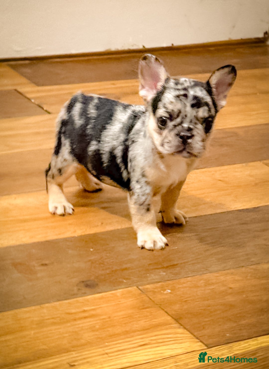 French Bulldog dogs for sale:  🐾 Exceptional French Bulldog Puppies 🐾 - Advert 7