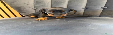 Miniature Dachshund 4