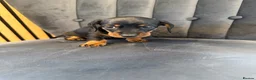 Miniature Dachshund dogs for sale: Beautiful Miniature Dachshunds - Advert 17