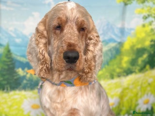 Cocker Spaniel dogs - Advert 34