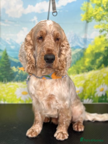 Cocker Spaniel dogs - Advert 4