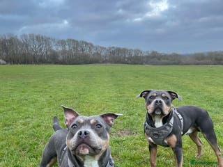 Staffordshire Bull Terrier dogs Cracking Staffordshire bull terriers for stud 🐾 - Advert 2