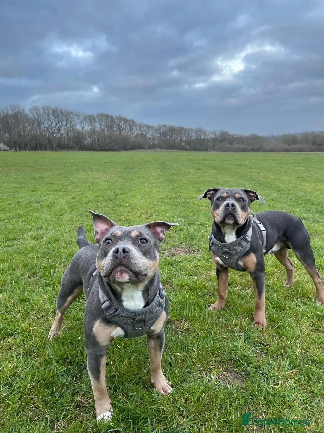 Staffordshire Bull Terrier dogs for stud: Cracking Staffordshire bull terriers for stud 🐾 - Advert 1