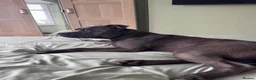 Staffordshire Bull Terrier dogs for sale: Staffordshire bull terrier For Sale in Sheerness - Advert 2