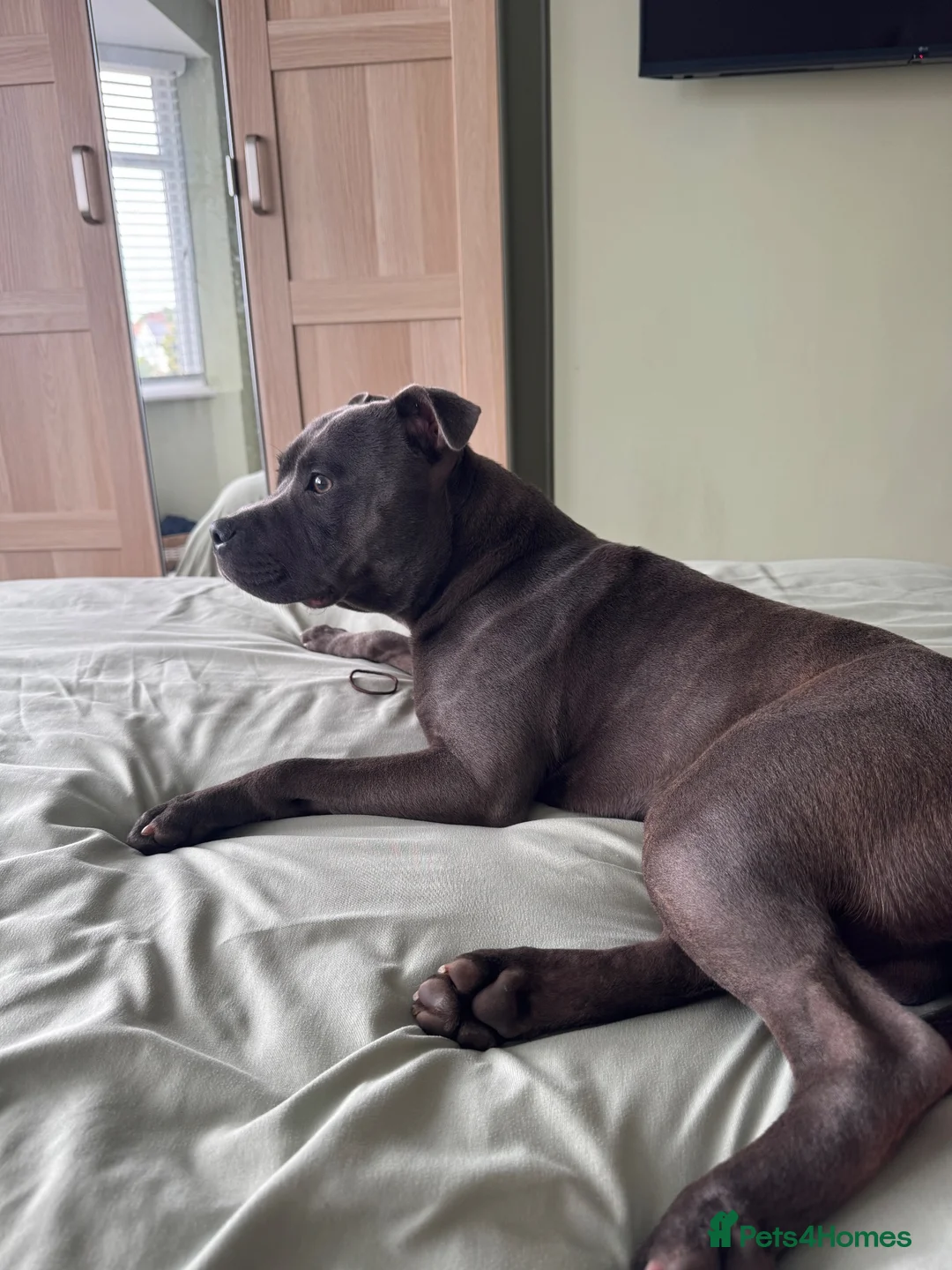 Staffordshire Bull Terrier dogs for sale: Staffordshire bull terrier For Sale in Sheerness - Advert 2