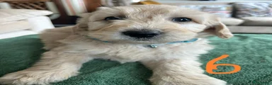 Goldendoodle Puppy 6