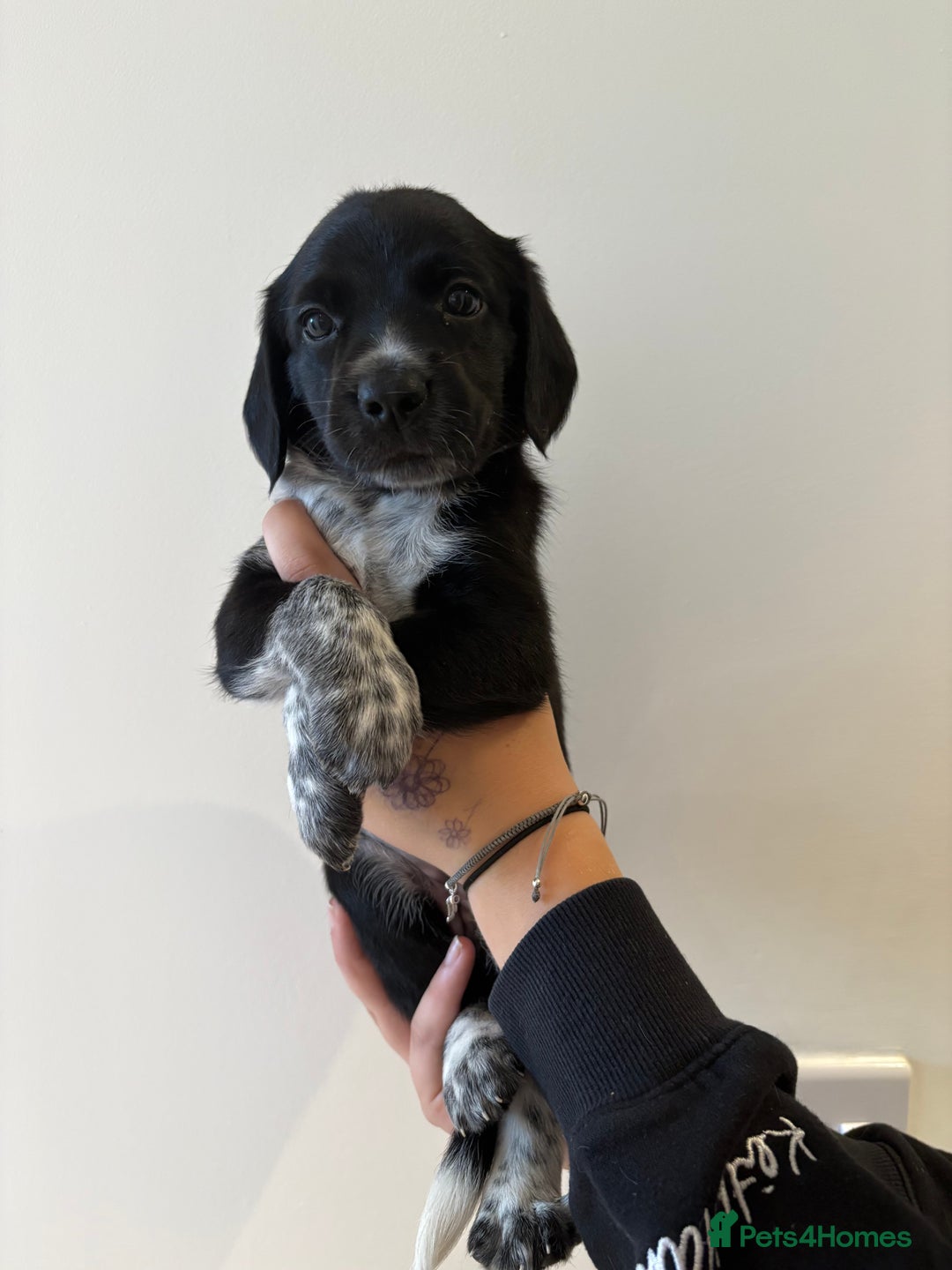 Mixed Breed dogs for sale: Sprollie puppies for sale  - Image 4