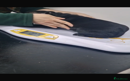 Staffordshire Bull Terrier dogs for sale: Pure blue staffy puppies ready to go - Image 28