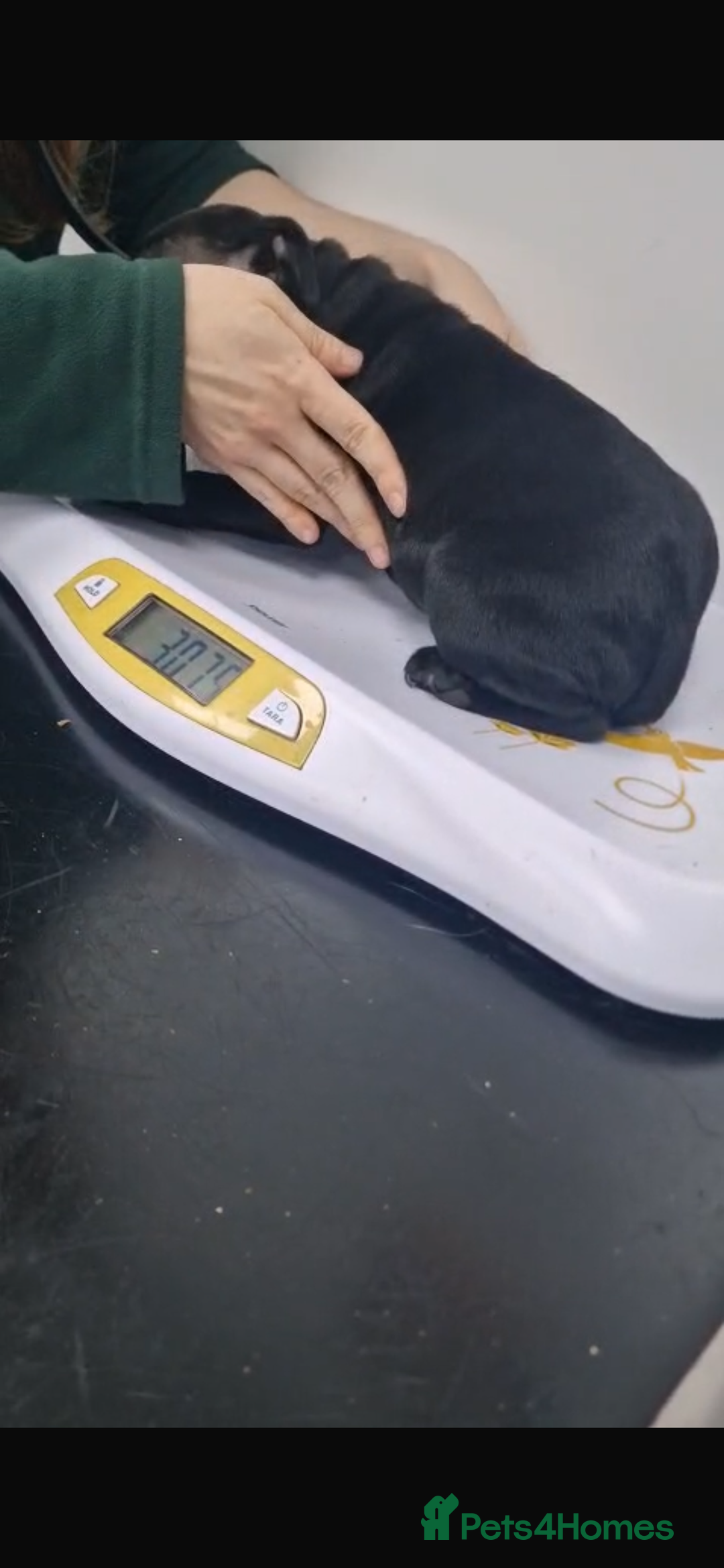 Staffordshire Bull Terrier dogs for sale: Pure blue staffy puppies ready to go - Image 28