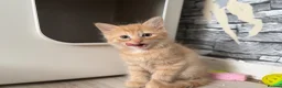 British Shorthair cats for sale: 3 BSH/ragdoll kittens🐾 in Luton - Advert 5