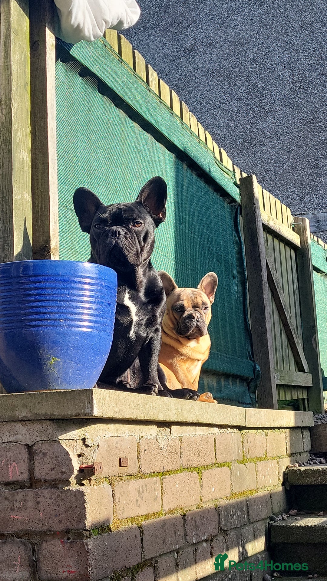 French Bulldog dogs for stud: Handsome boys for stud - Image 5
