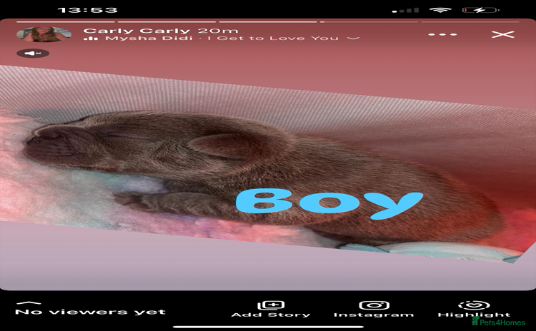 French Bulldog dogs - Advert 2
