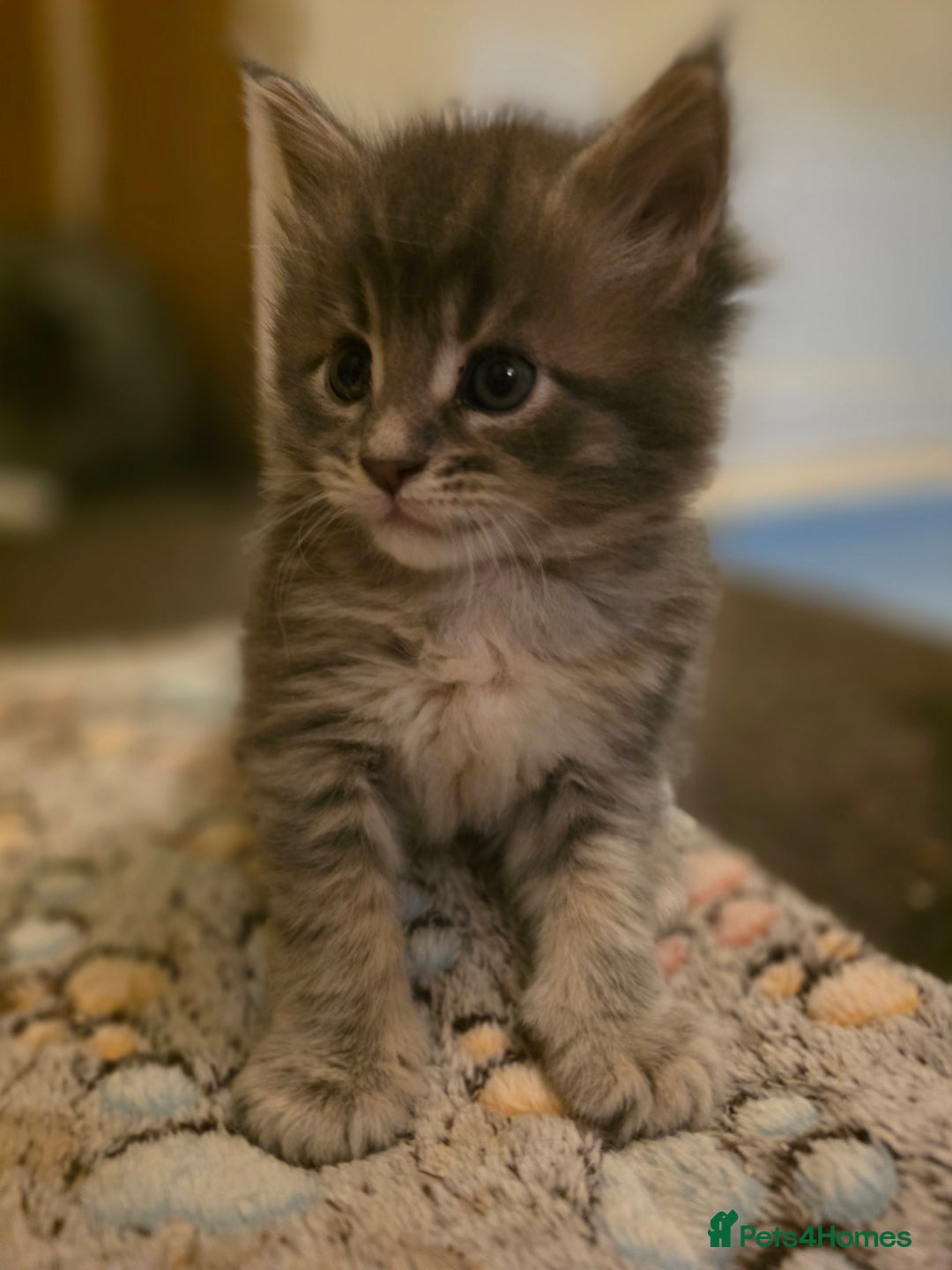 Maine Coon cats for sale: Beautiful Maine Coon Kittens 4 boys/2girl  - Advert 29