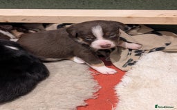 Border Collie dogs for sale: Collie mix puppies looking for their families! - Image 8