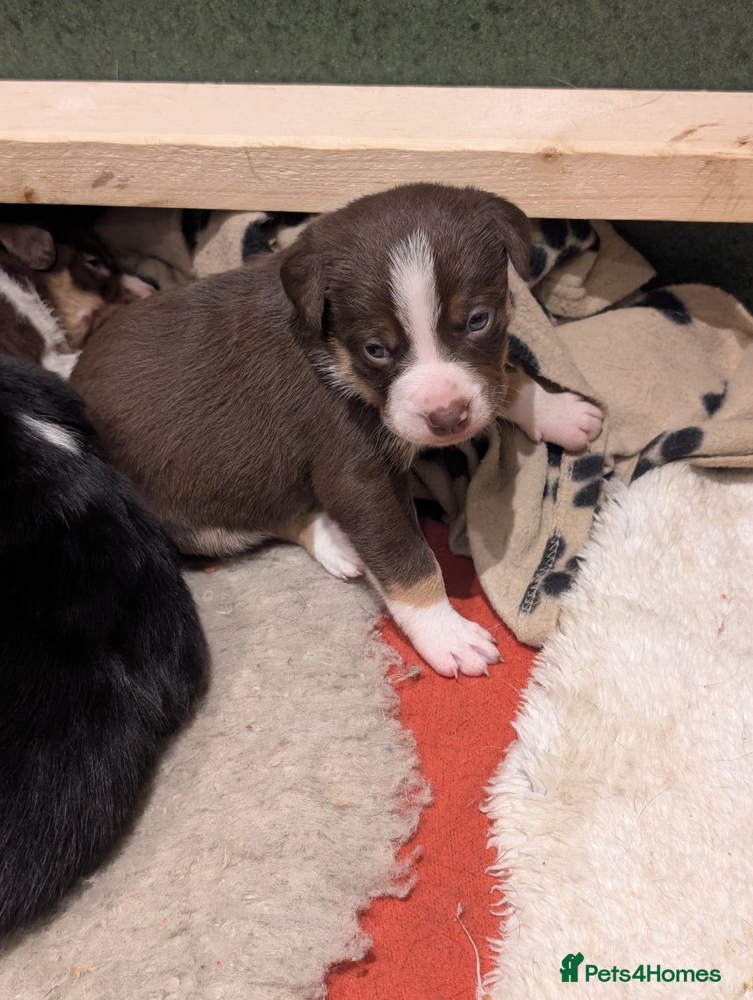 Border Collie dogs for sale: Collie mix puppies looking for their families! - Image 8