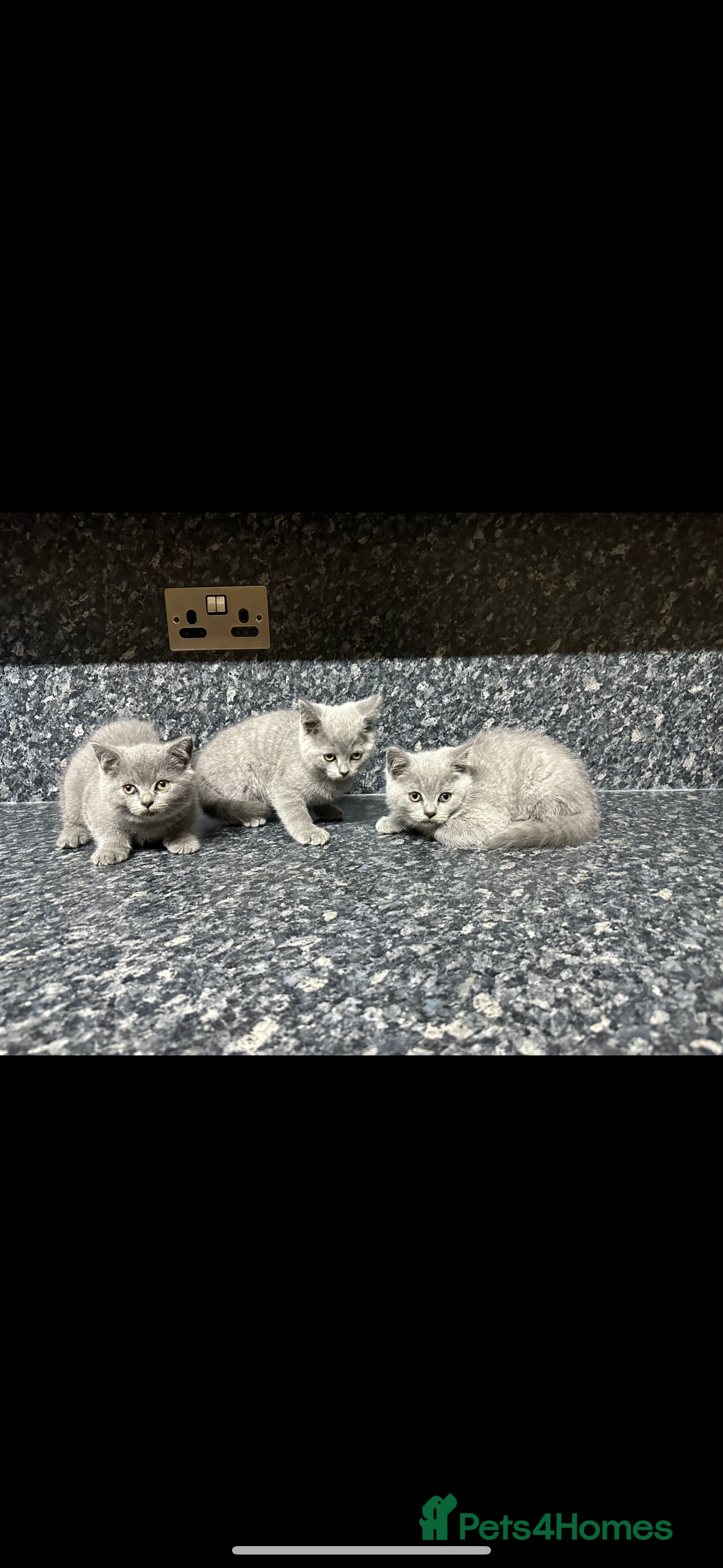 British Shorthair cats British shorthair kittens ready for Rehome - Advert 9