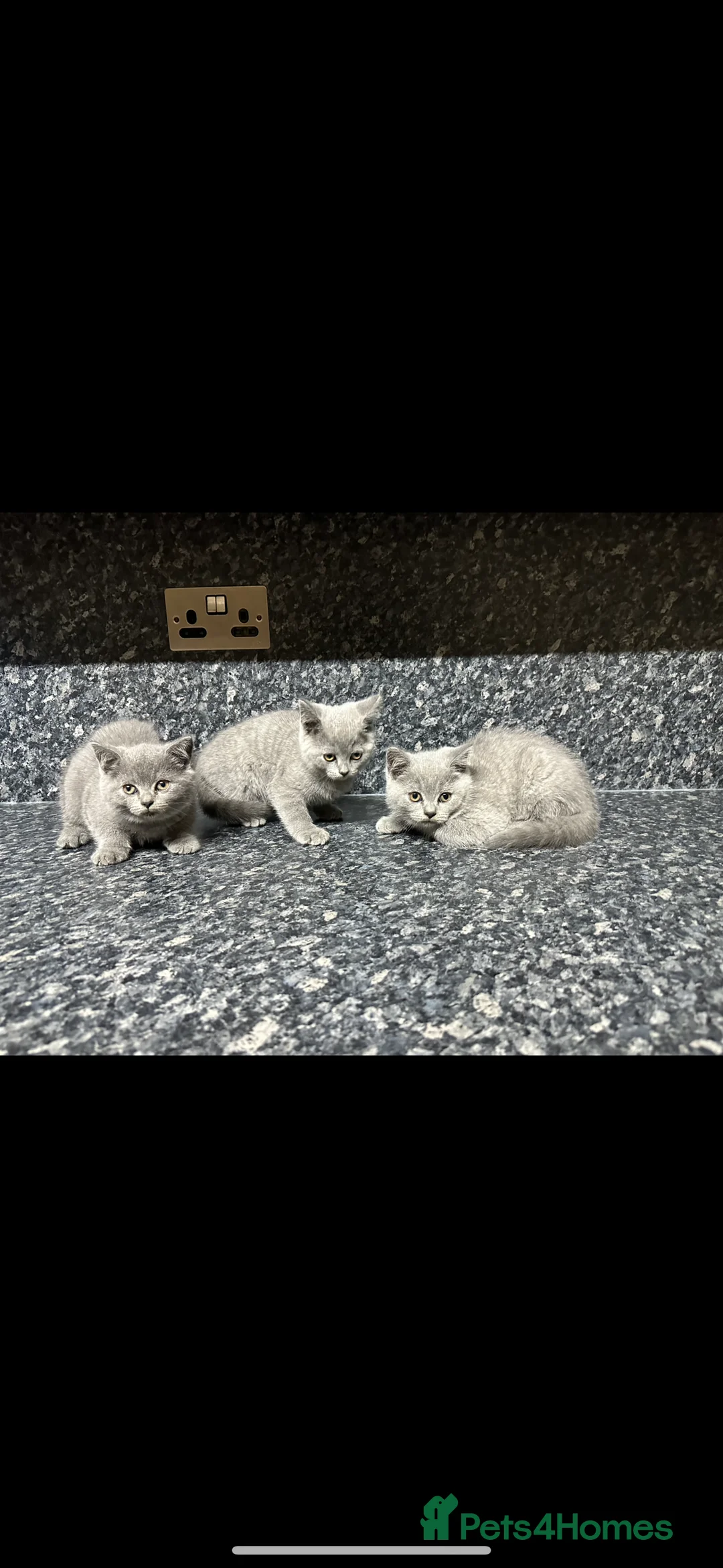 British Shorthair cats for sale: British shorthair kittens read description plz  - Advert 1