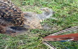 Chickens poultry for sale: 2 pekin millefluer growers - Image 10