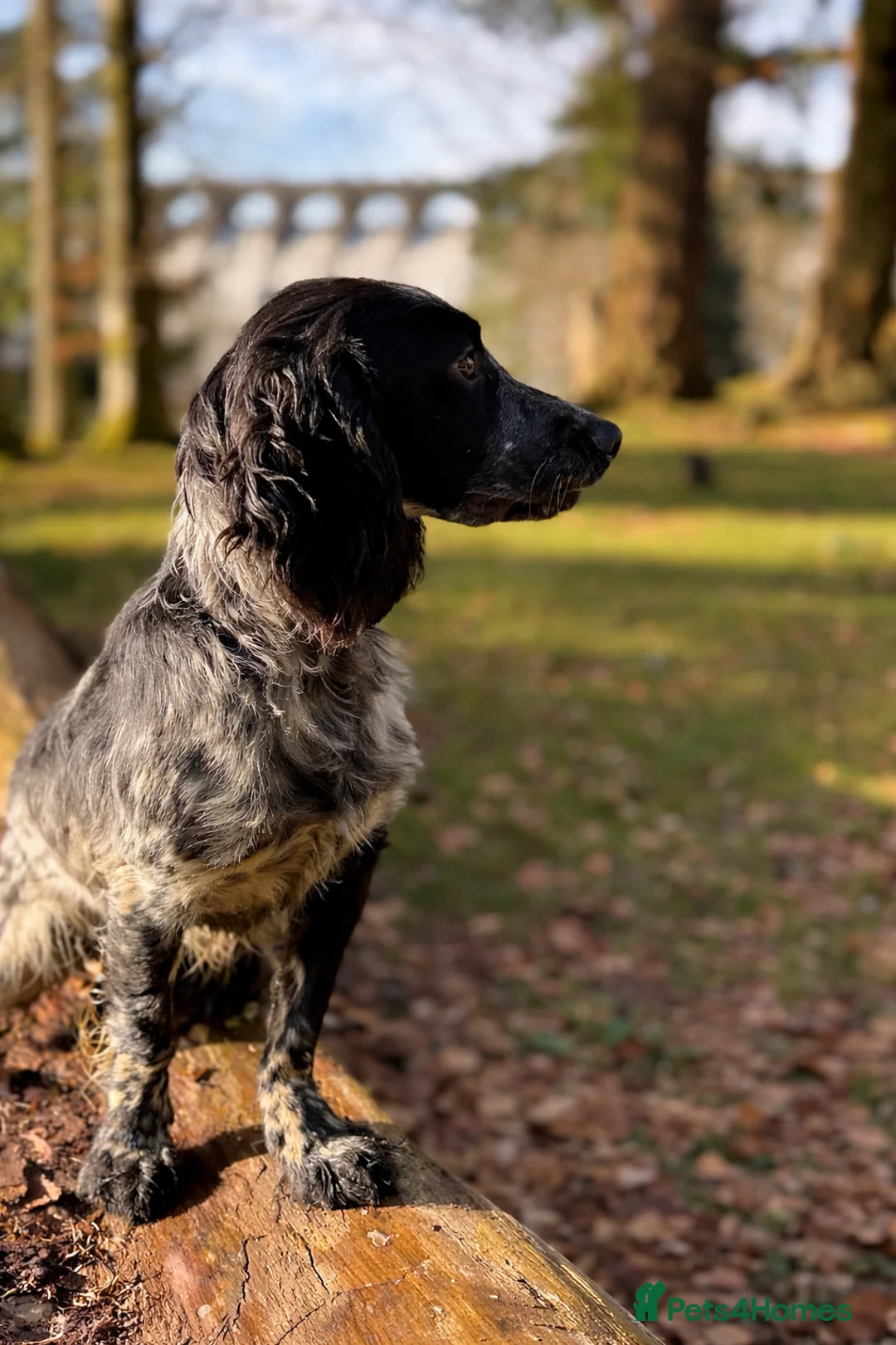 Cocker Spaniel dogs for sale: Stunning small Blue Roan Cocker Bitch – 10 Months - Advert 2