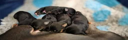 Jack Russell dogs for sale: Jack Russell Puppies for Sale - Advert 14
