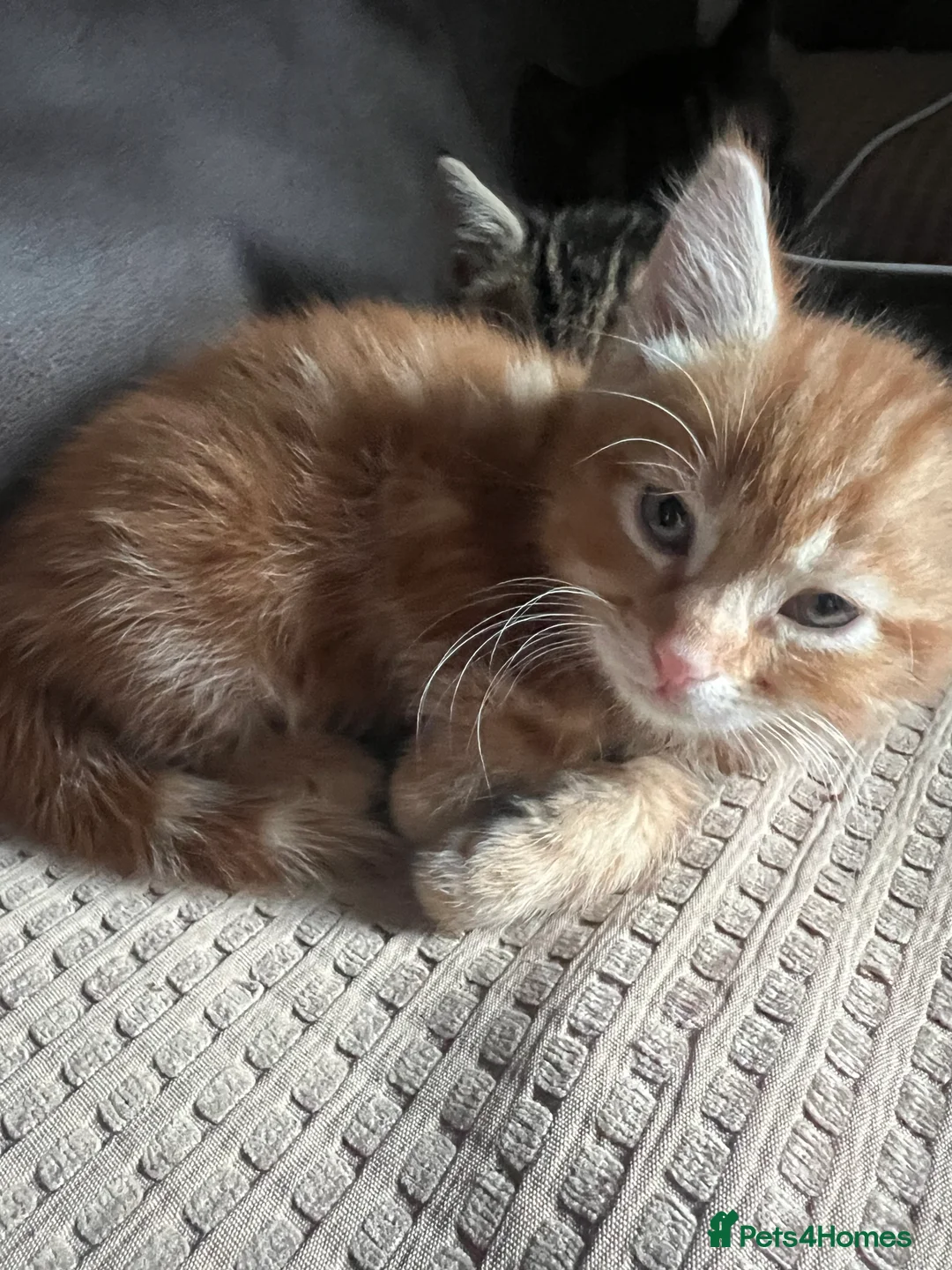 Domestic Shorthair cats for sale: Four beautiful kittens - Advert 2