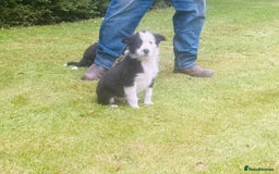 Border Collie dogs for sale: Gorgeous Collie pups - Image 8