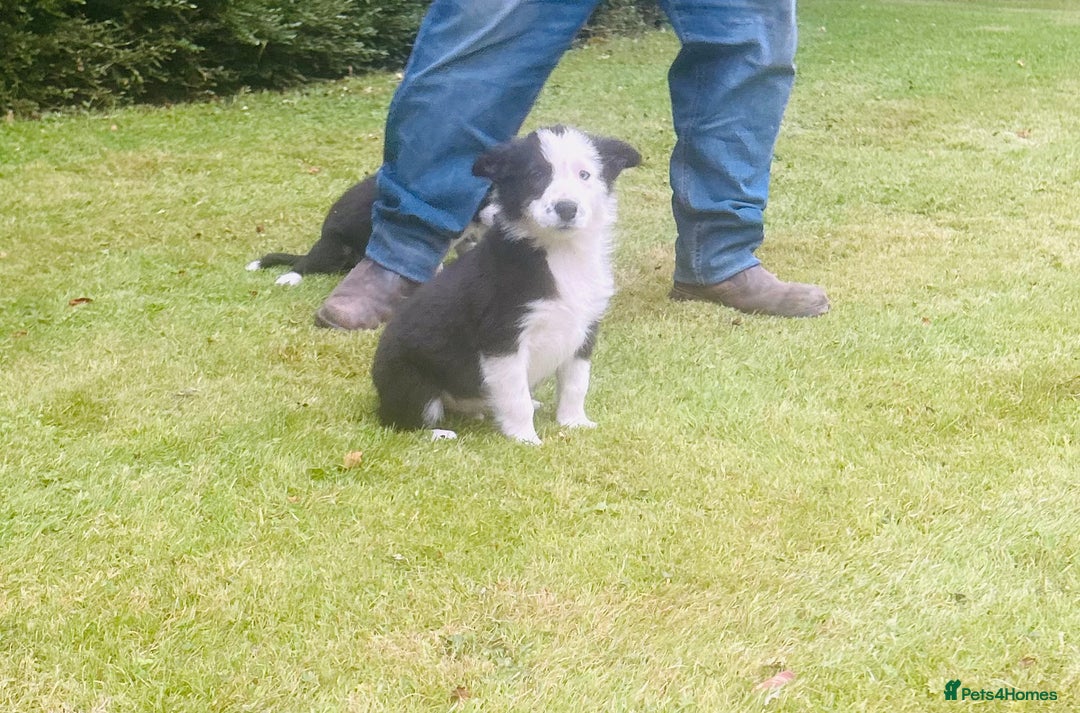 Border Collie dogs for sale: Gorgeous Collie pups - Image 8