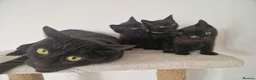 Mixed Breed cats for sale: British short-hair cross kittens  in Saint Austell - Advert 6