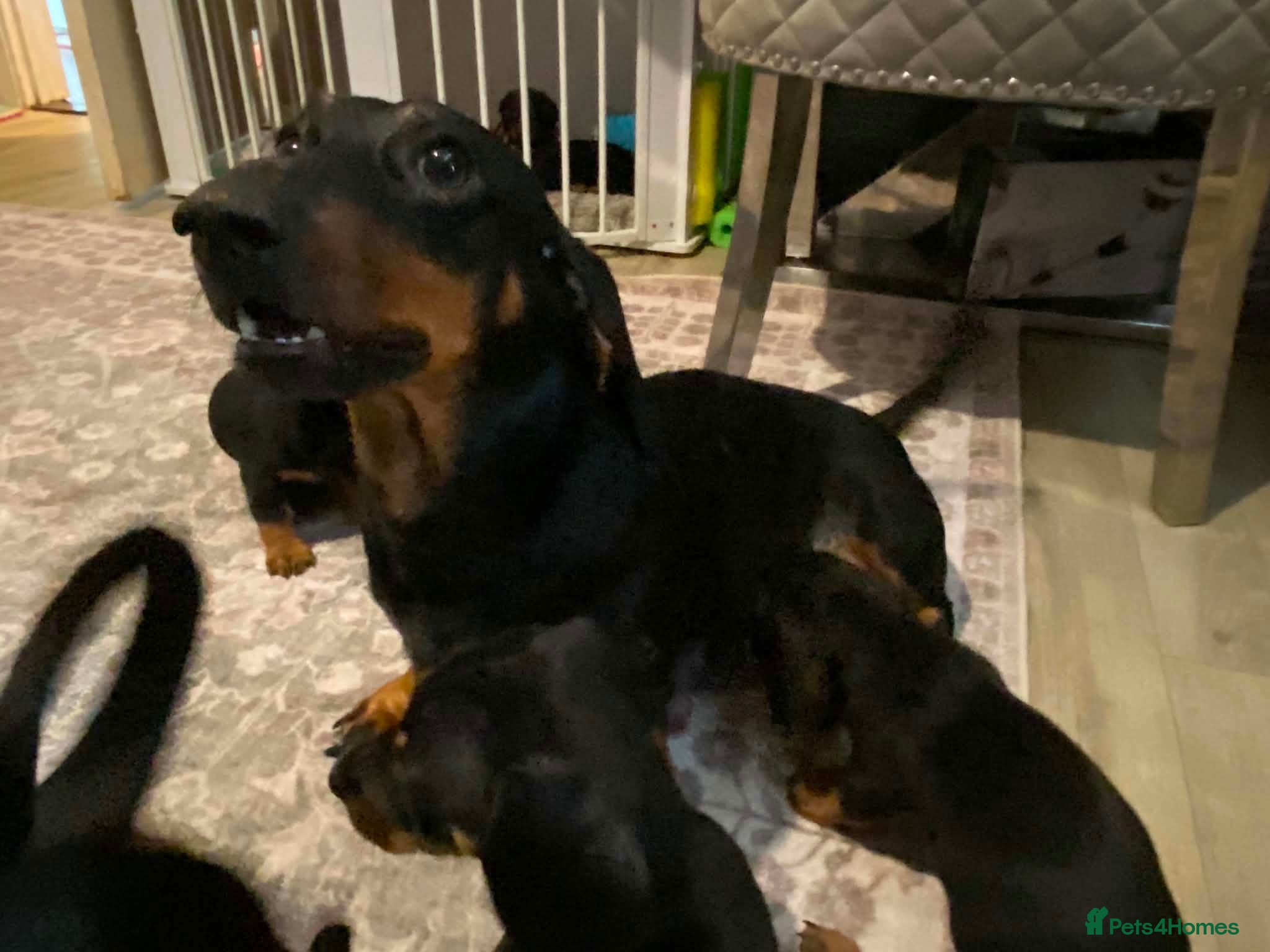 Dachshund dogs Beautiful black and tan Daschund puppies. - Advert 1