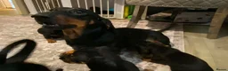 Dachshund dogs for sale: Beautiful black and tan Daschund puppies. - Advert 1