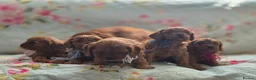Cavapoo dogs for sale: Toy Cavapoo - Advert 19
