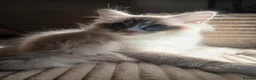 Ragdoll cats for sale: Seal lynx bicolour ragdoll - Advert 2