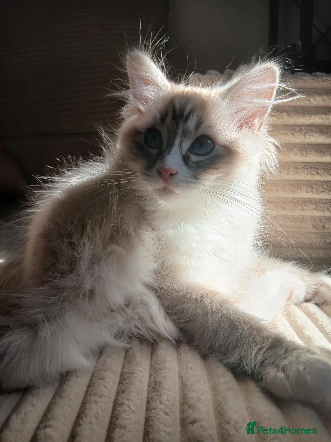 Ragdoll cats for sale: Seal lynx bicolour ragdoll - Advert 2
